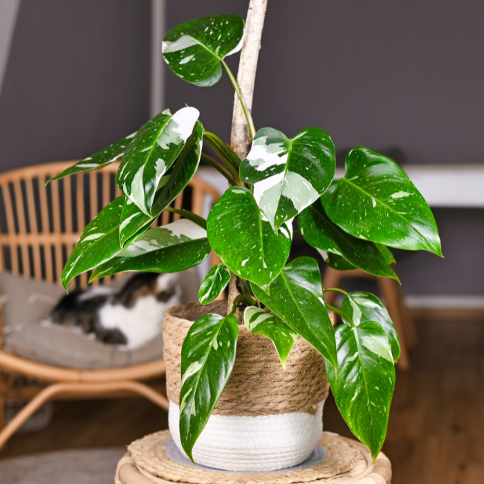 Philodendron varieties with bold foliage