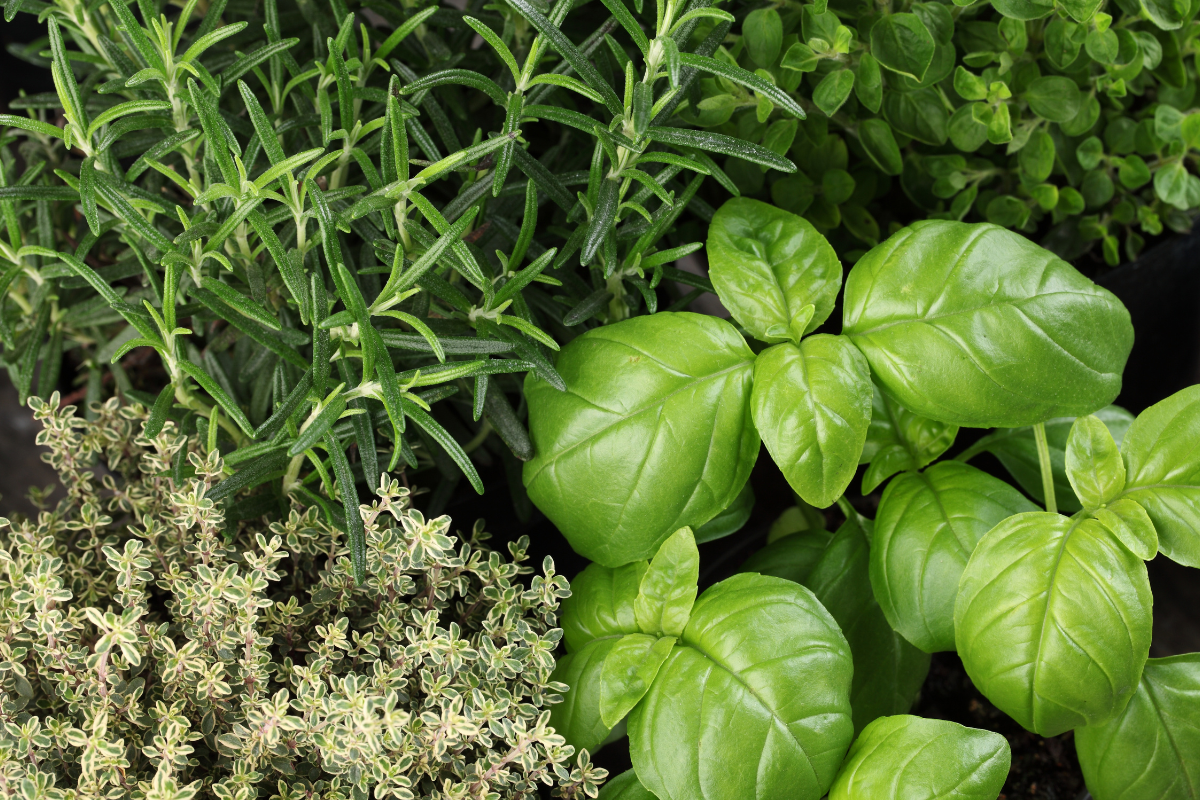 Fresh herbs