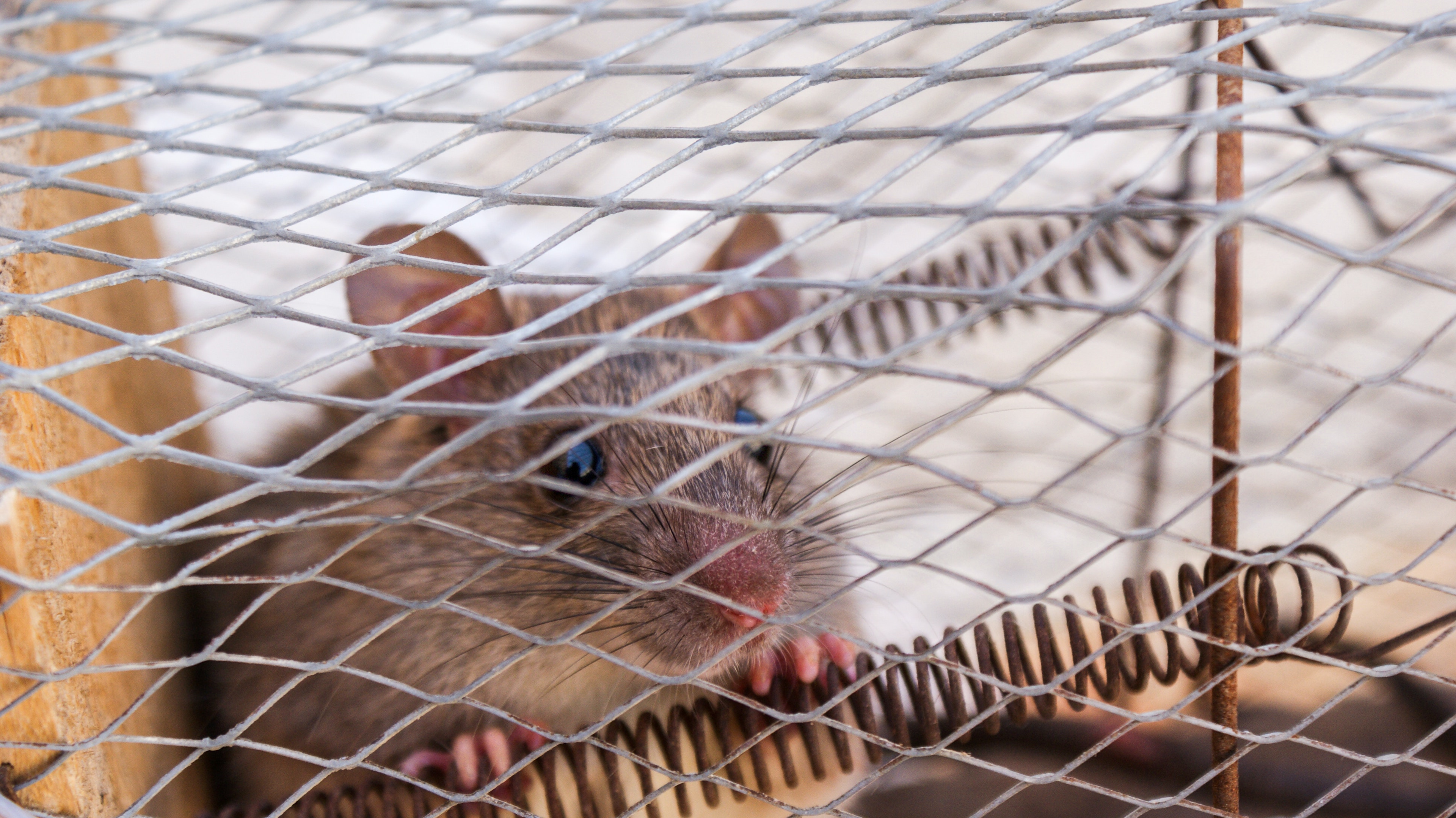 A mouse in a live catch trap - a more humane way to get rid of mice