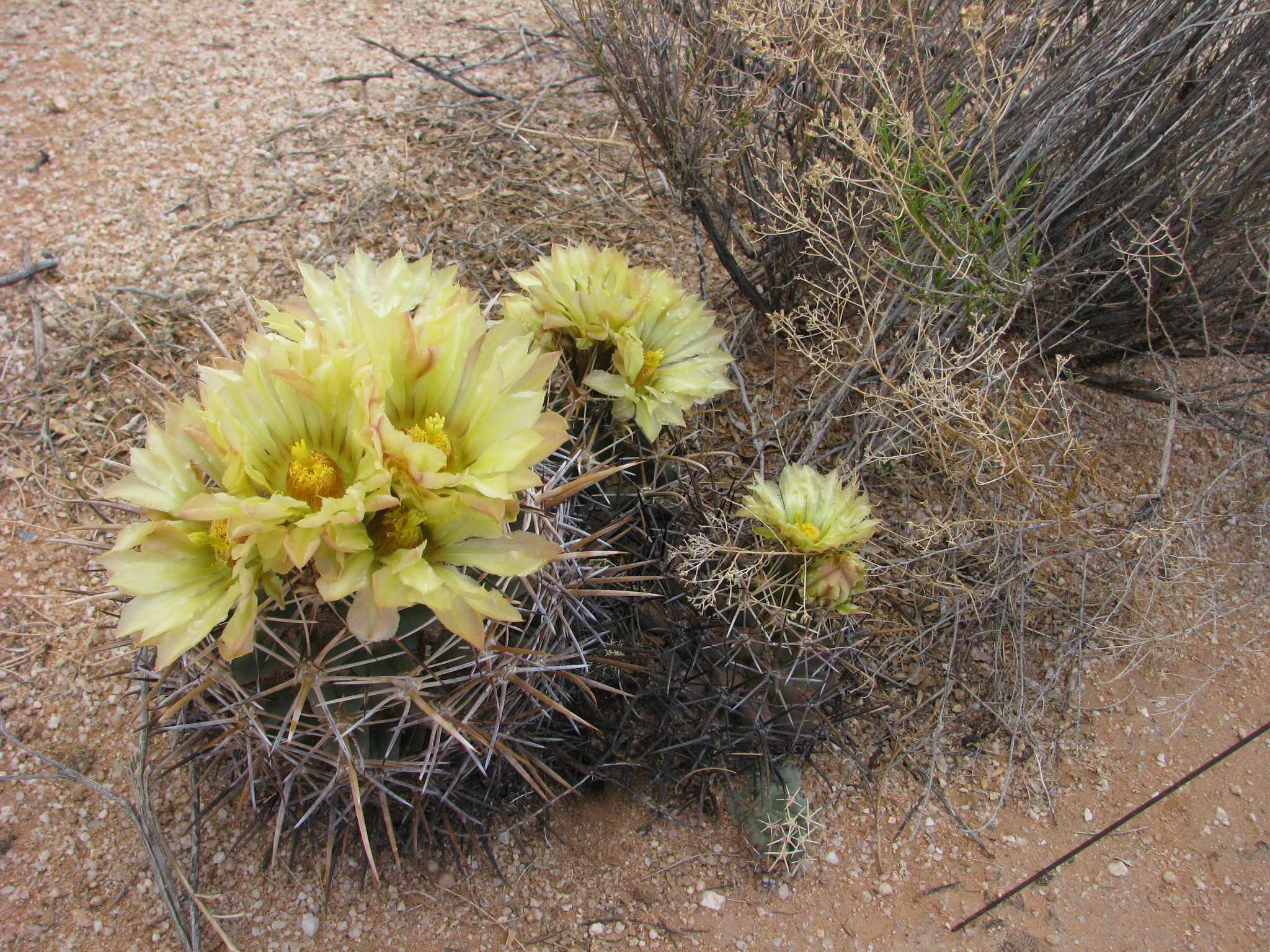 coryphantha robustispina ssp