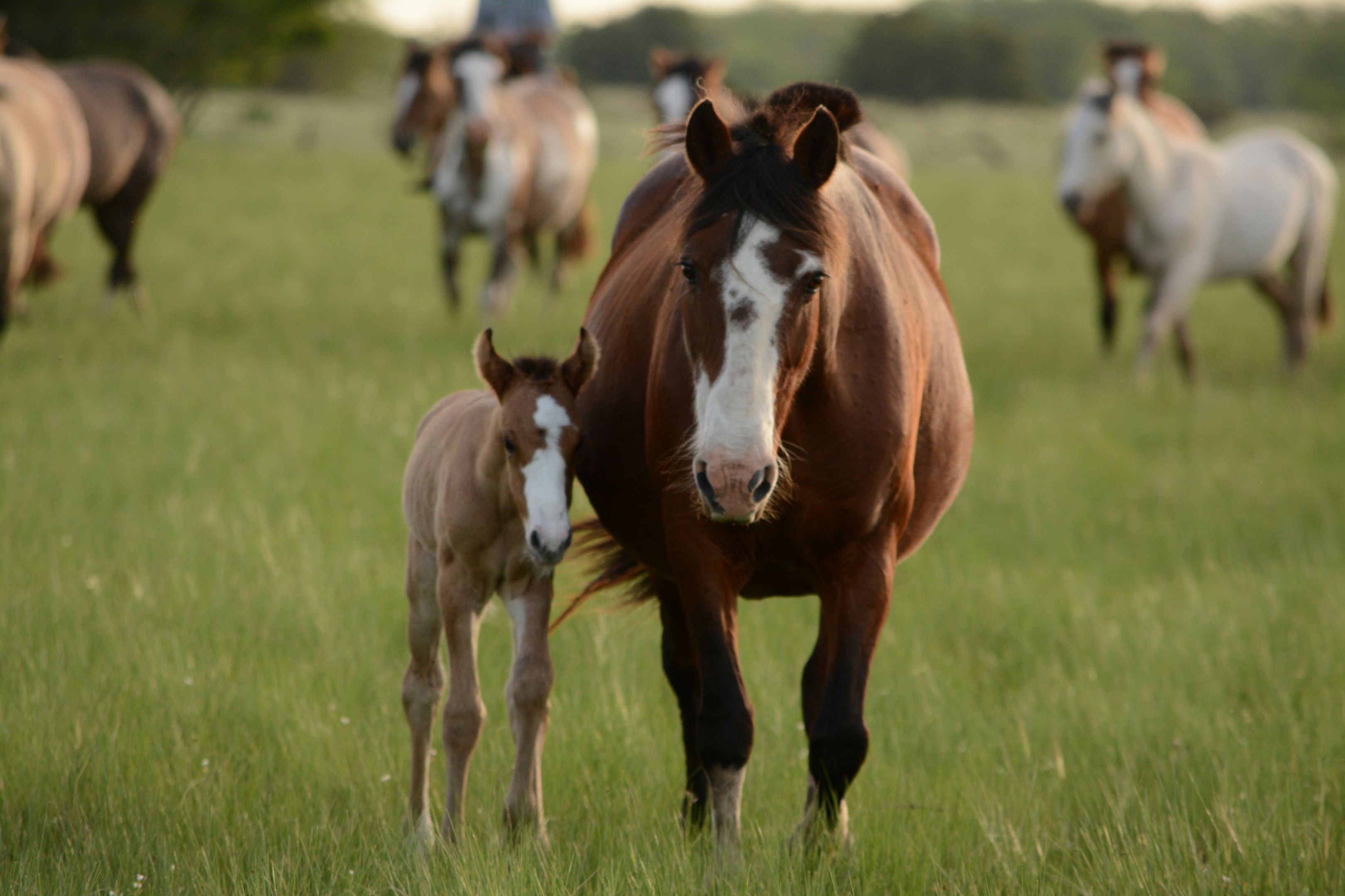 Horse and foal.