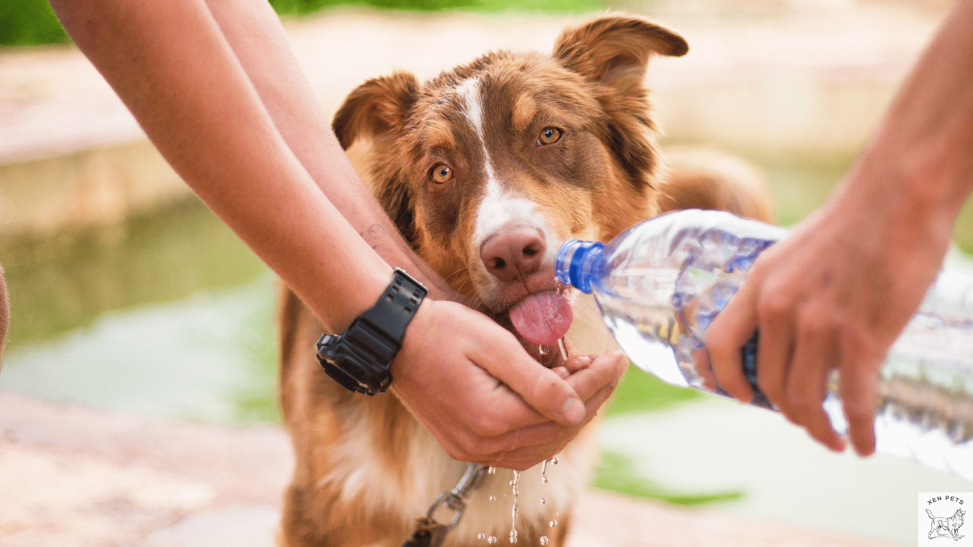 dog drinking water