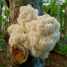 Lion's Mane Capsules – Host Defense Mushrooms