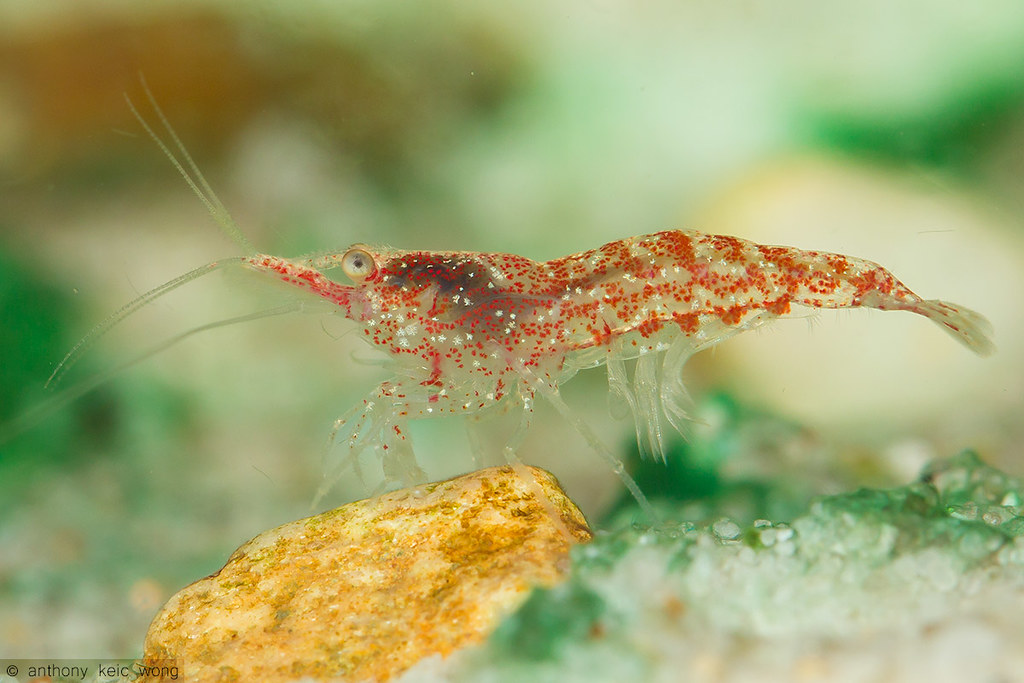 red cherry shrimp