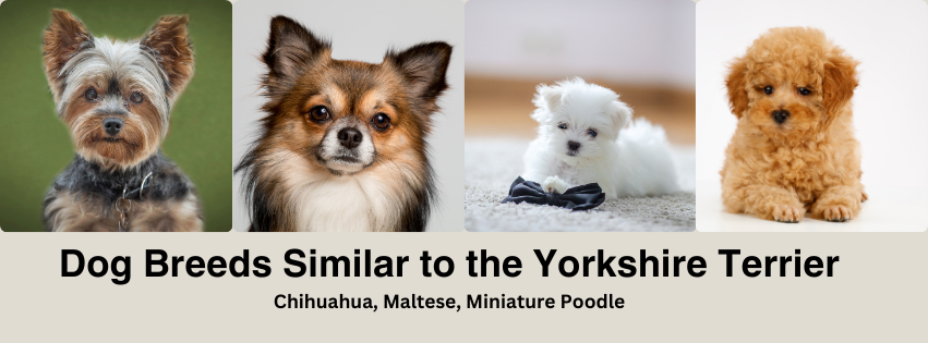 A Photo Collage of dog breeds similar to the Yorkshire Terrier