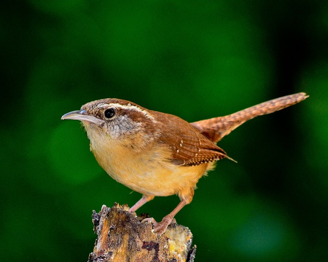 bird, nature, outdoors