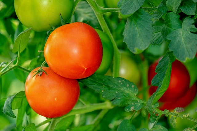 tomatoes, shrub, vegetables