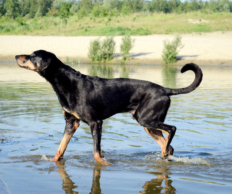 A Transylvania Hound walking trough a lake