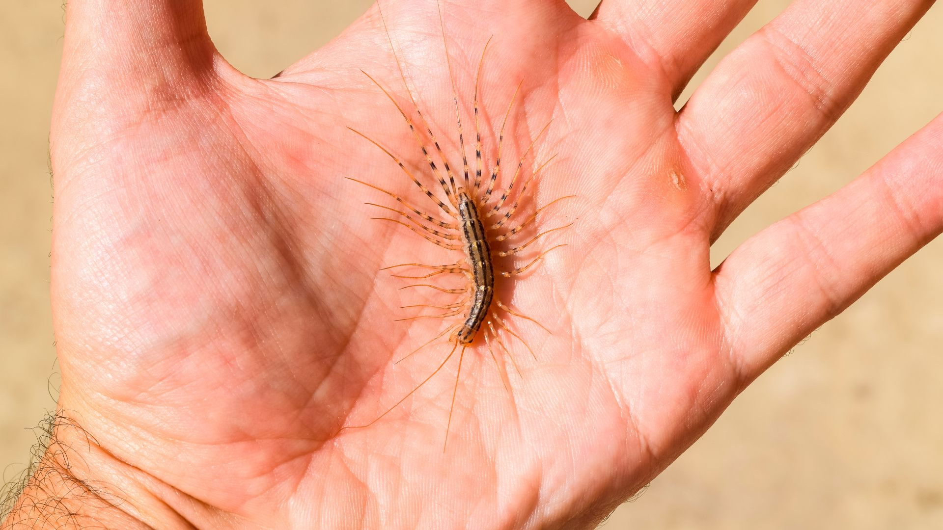 An image of a person holding a house centipede in the palm of their hand.