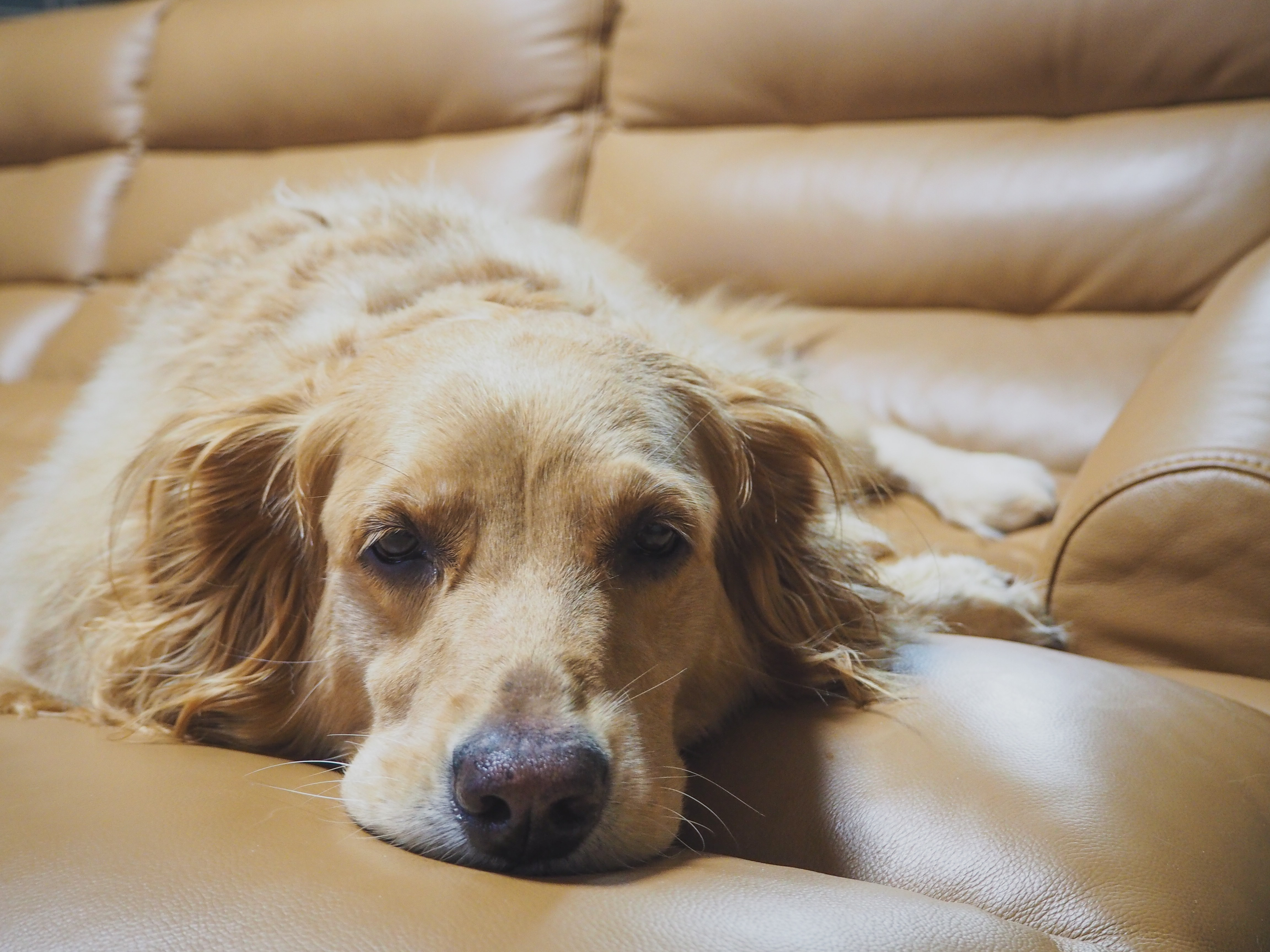 Sleepy-eyed dog resting on a sofa