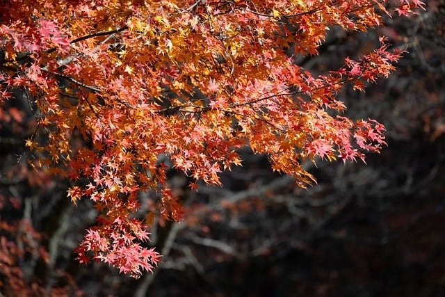 maple tree, foliage, leaves