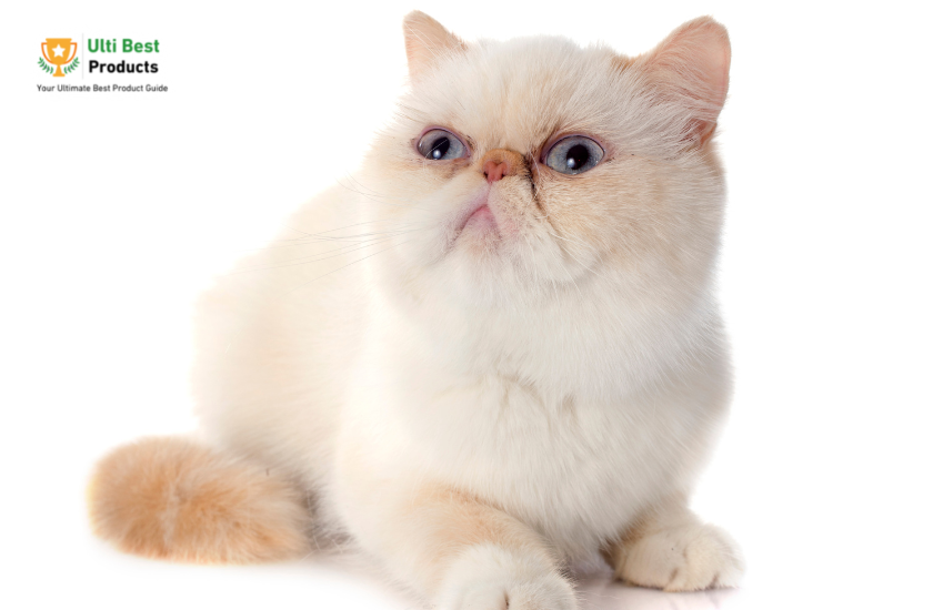Exotic Shorthair Cat Image Credit: Canva in a post about 26 of The Best White Cat Breeds