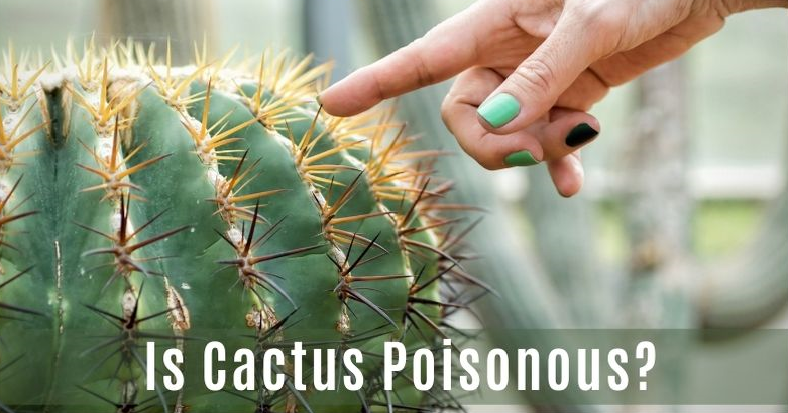Are Cactus Poisonous /cactus species