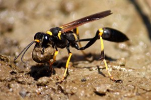 An image of a Mud Dauber carrying mud before flying.