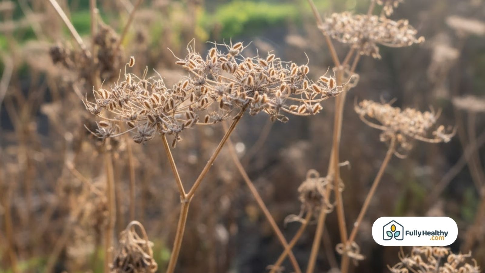 Dried carrot flower head showing mature carrot seeds after the plant has finished flowering.