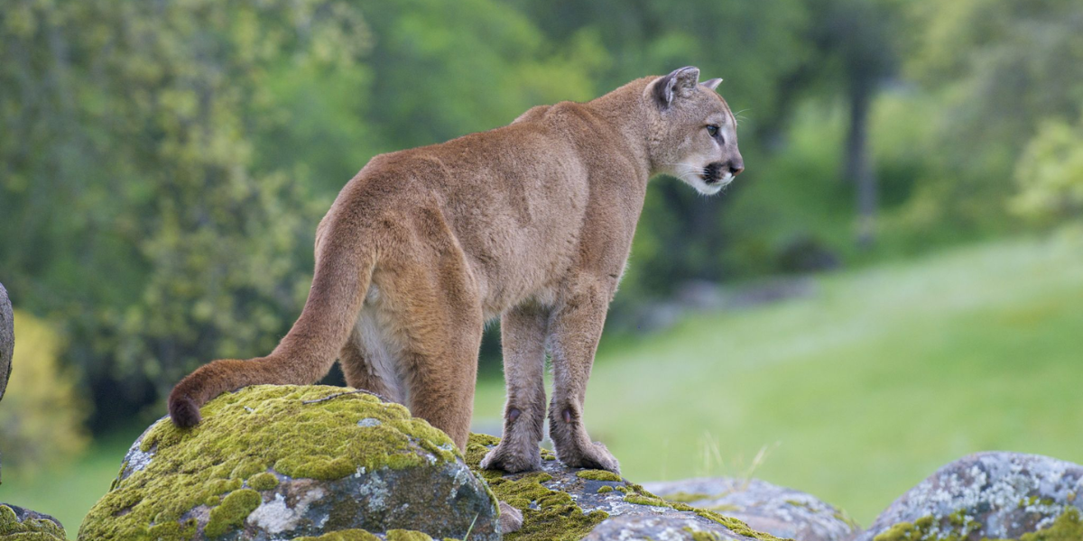 interesting animals in yosemite