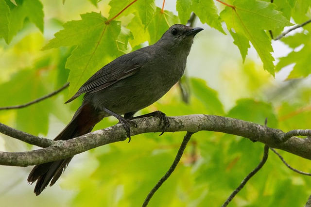 grey catbird, bird, avian