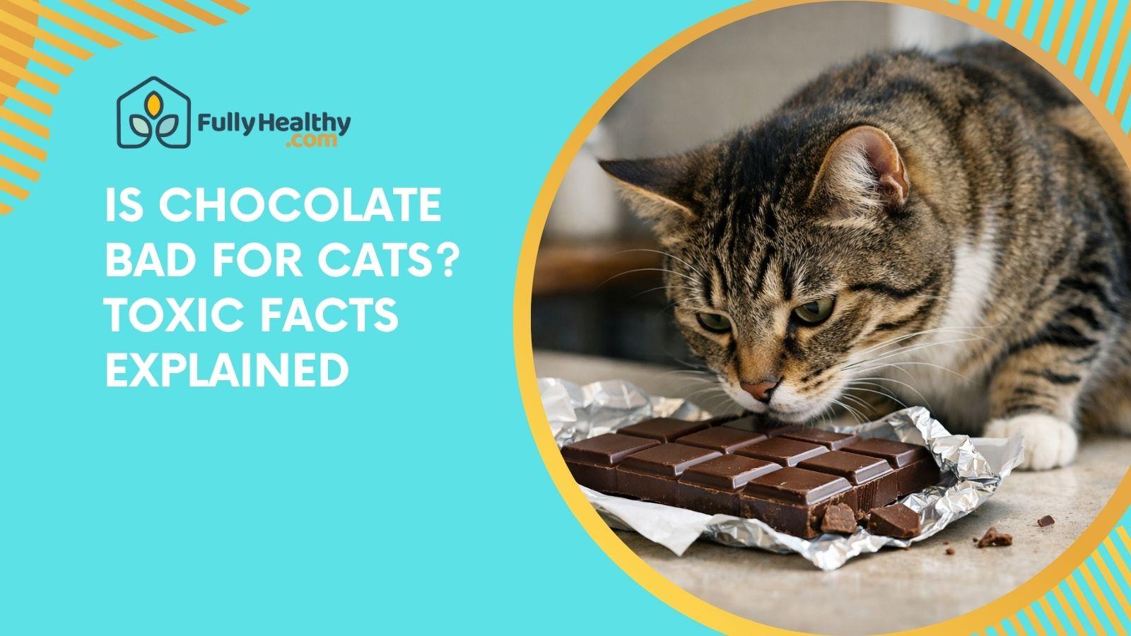 Is Chocolate Bad for Cats? Toxic Facts Explained