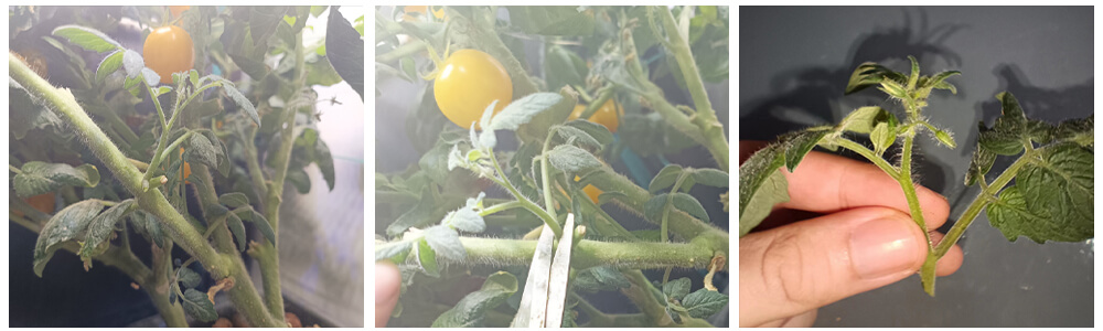 Prune tomato plants for plants healthy growth