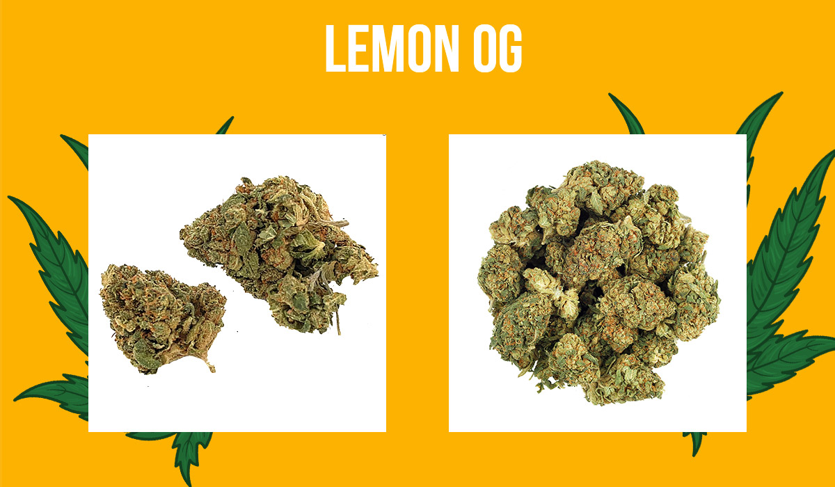 Lemon OG weed Strain