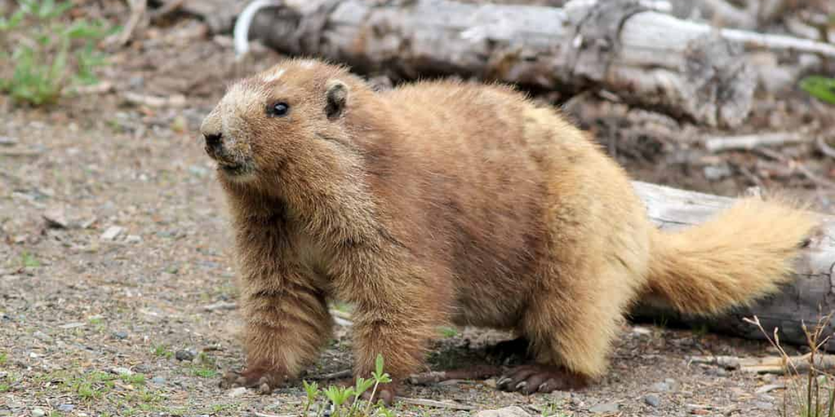 common dangerous animals in washington state