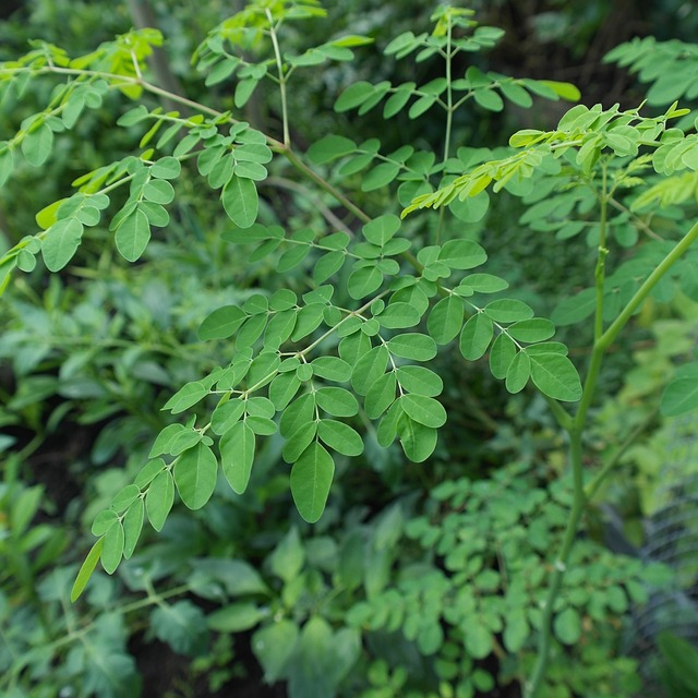 plant, moringa oleifera, superfood