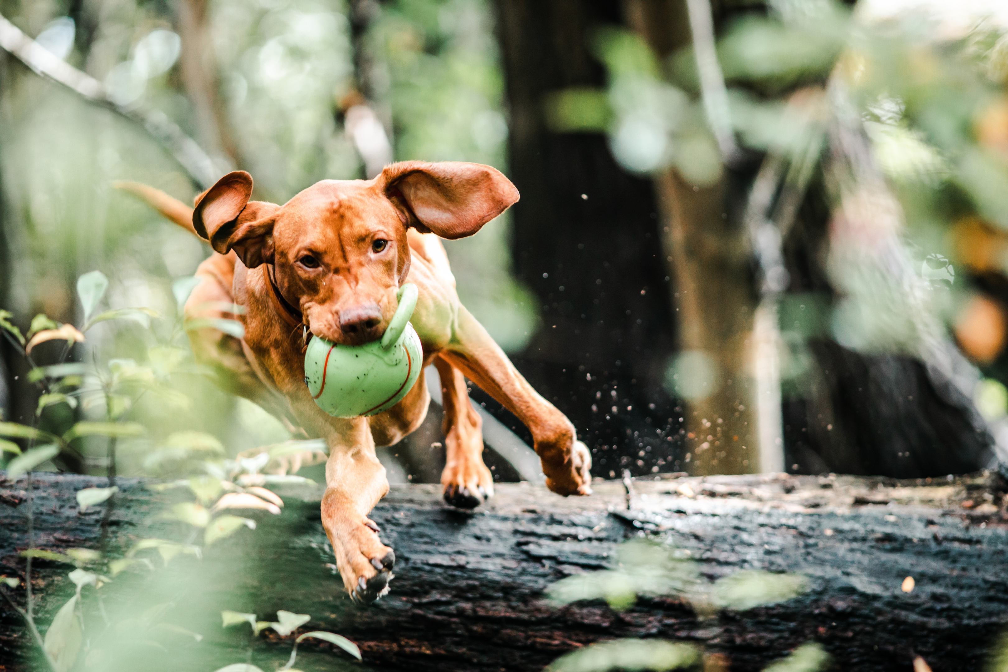 squeaky ball