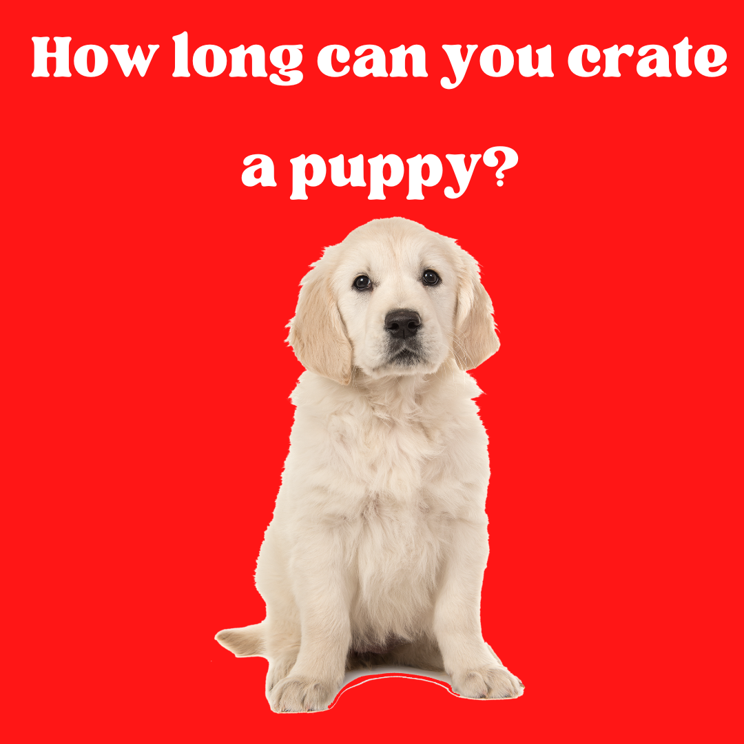 Why "Keeping dog in cage all day" is a terrible idea DailyBark