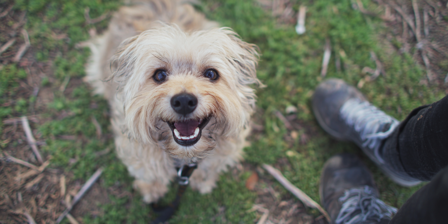 Fitness for active dogs