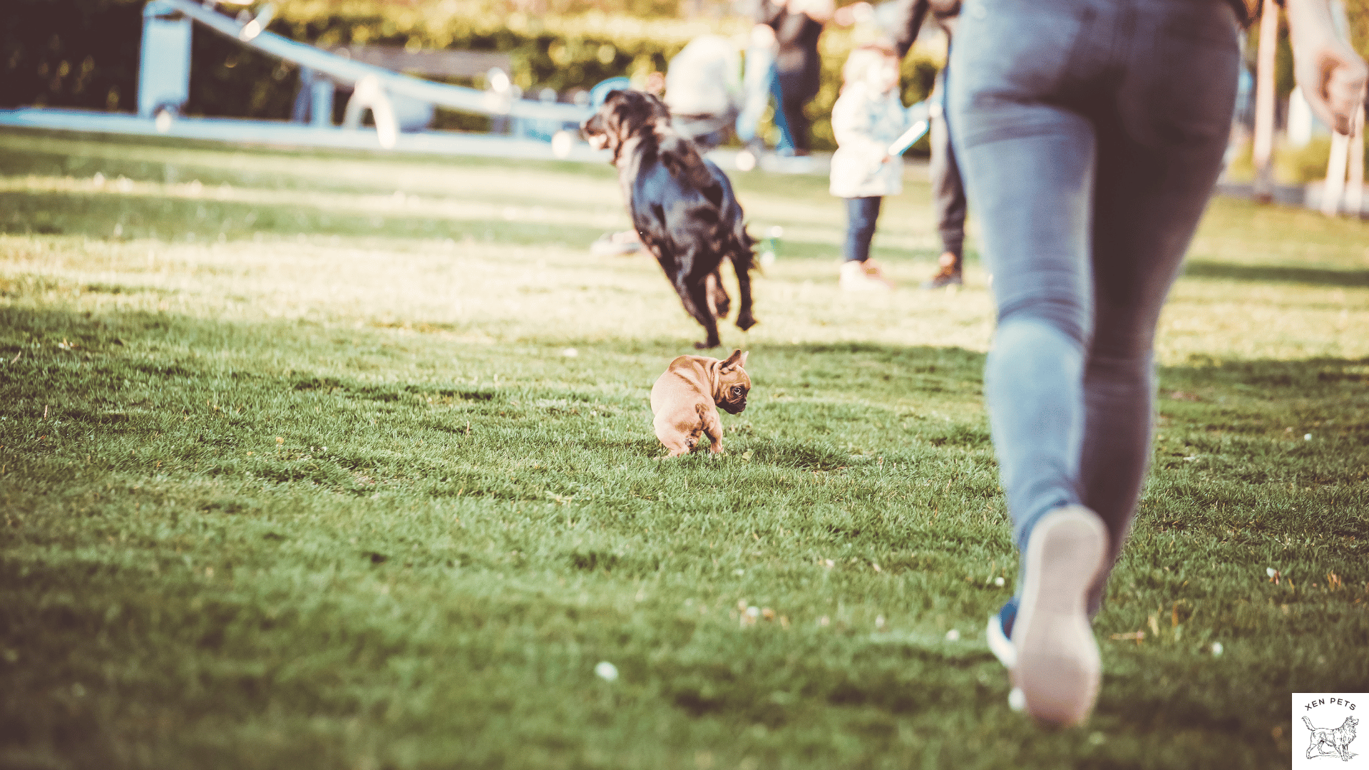 dog running away from their owner