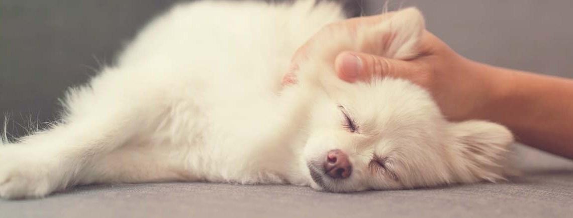 Relaxation Strategies for Your Dog's Well-Being