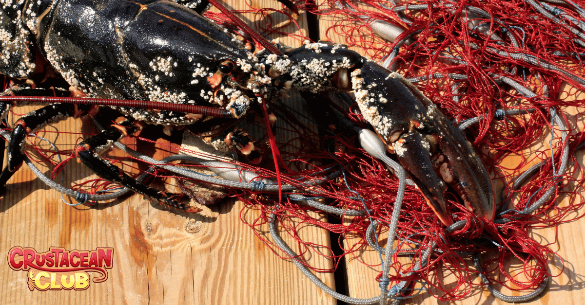 Lobster caught in a lobster net 