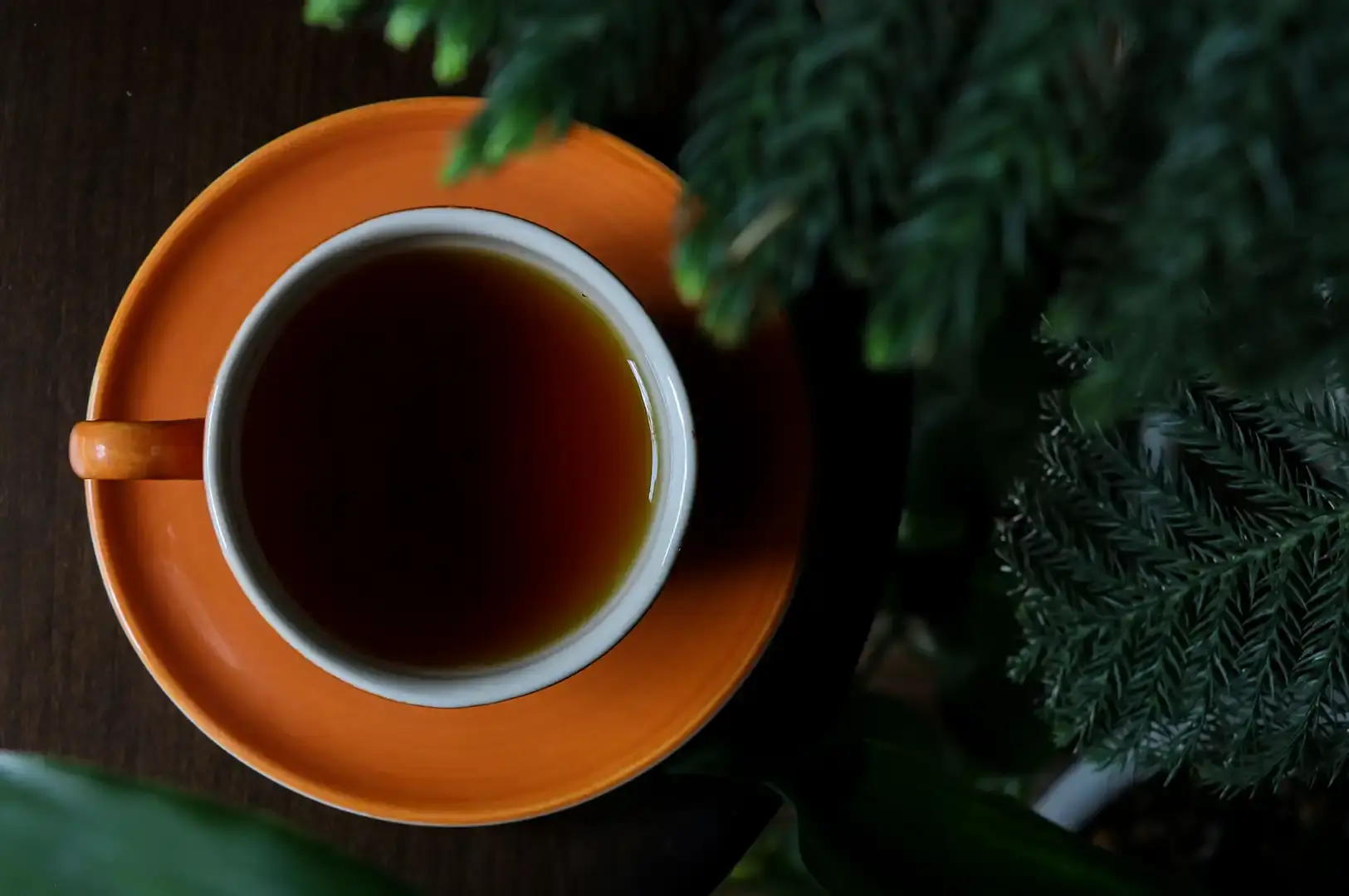 An elegant, top-down view of a single orange teacup and saucer filled with dark tea, framed by soft green foliage that creates a peaceful, natural, and inviting atmosphere.