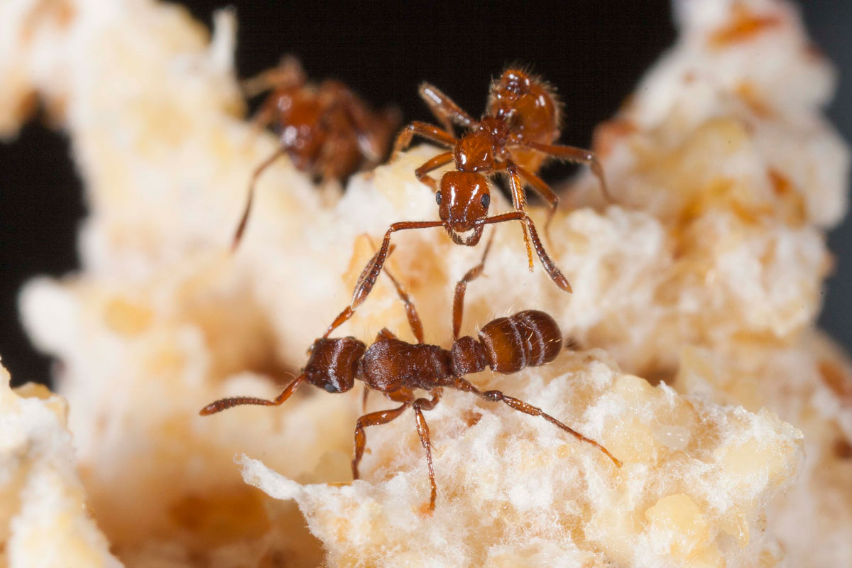 Unveiling the Mystery Do Ants Sleep? Fascinating Insights
