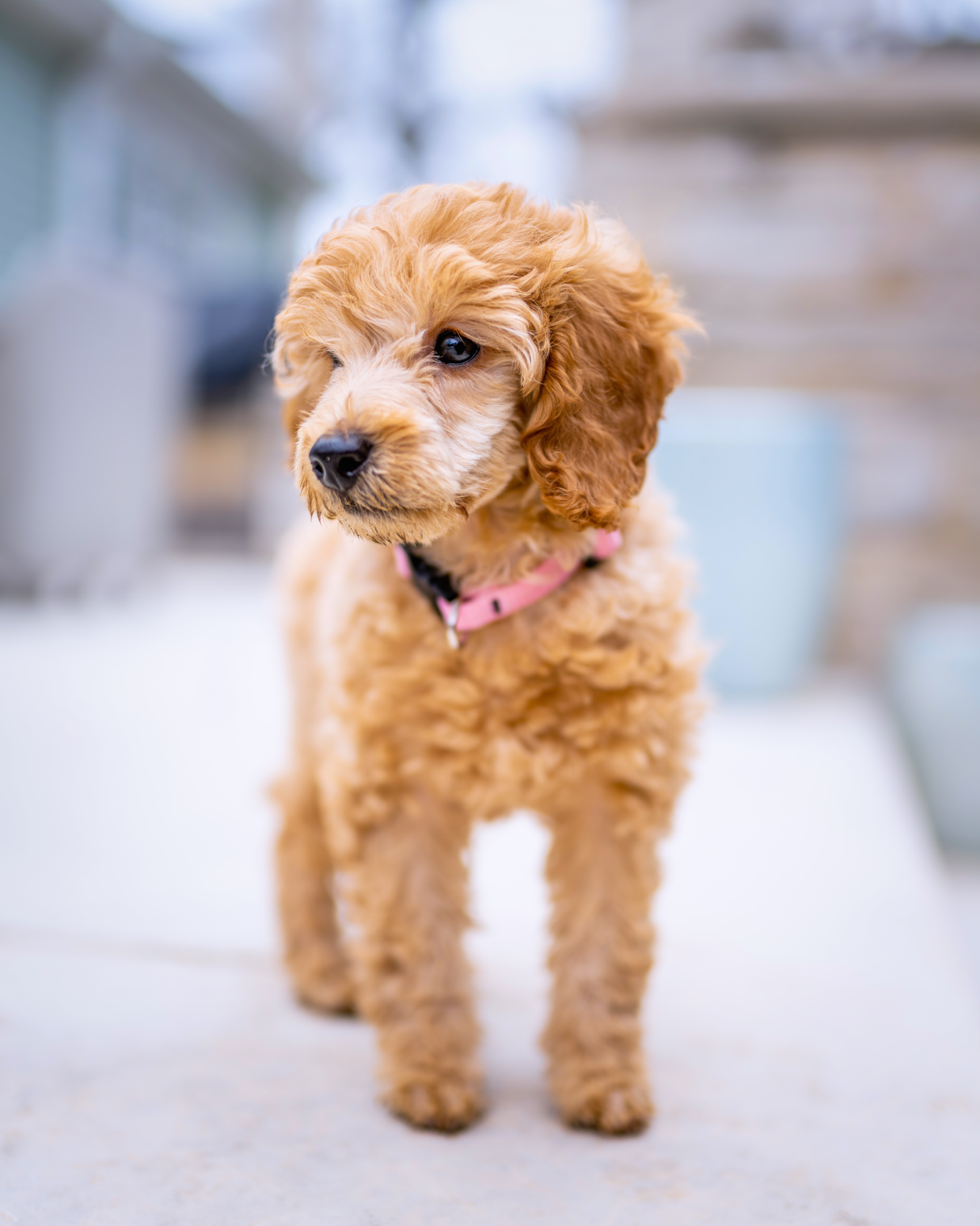 Fluffly poodle with soft ears
