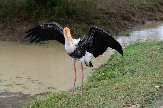 painted stork, bird, avian