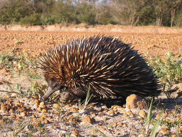 aculeatus, tachyglossus, anteater