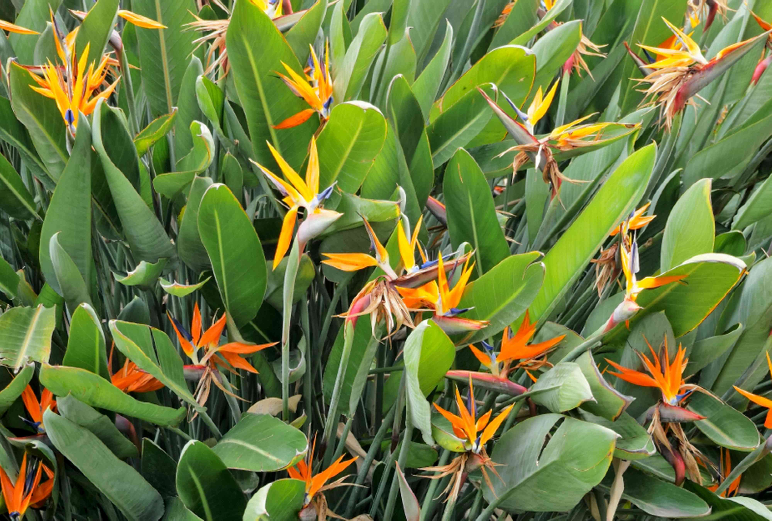 bird of paradise, partial shade