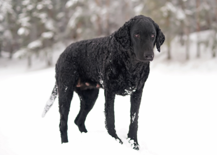 12 Dog Breeds Similar To Golden Retrievers (With Pictures)