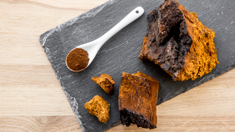 Mehrere große und kleine Chaga Brocken und das daraus gemahlene Pulver auf einem Löffel