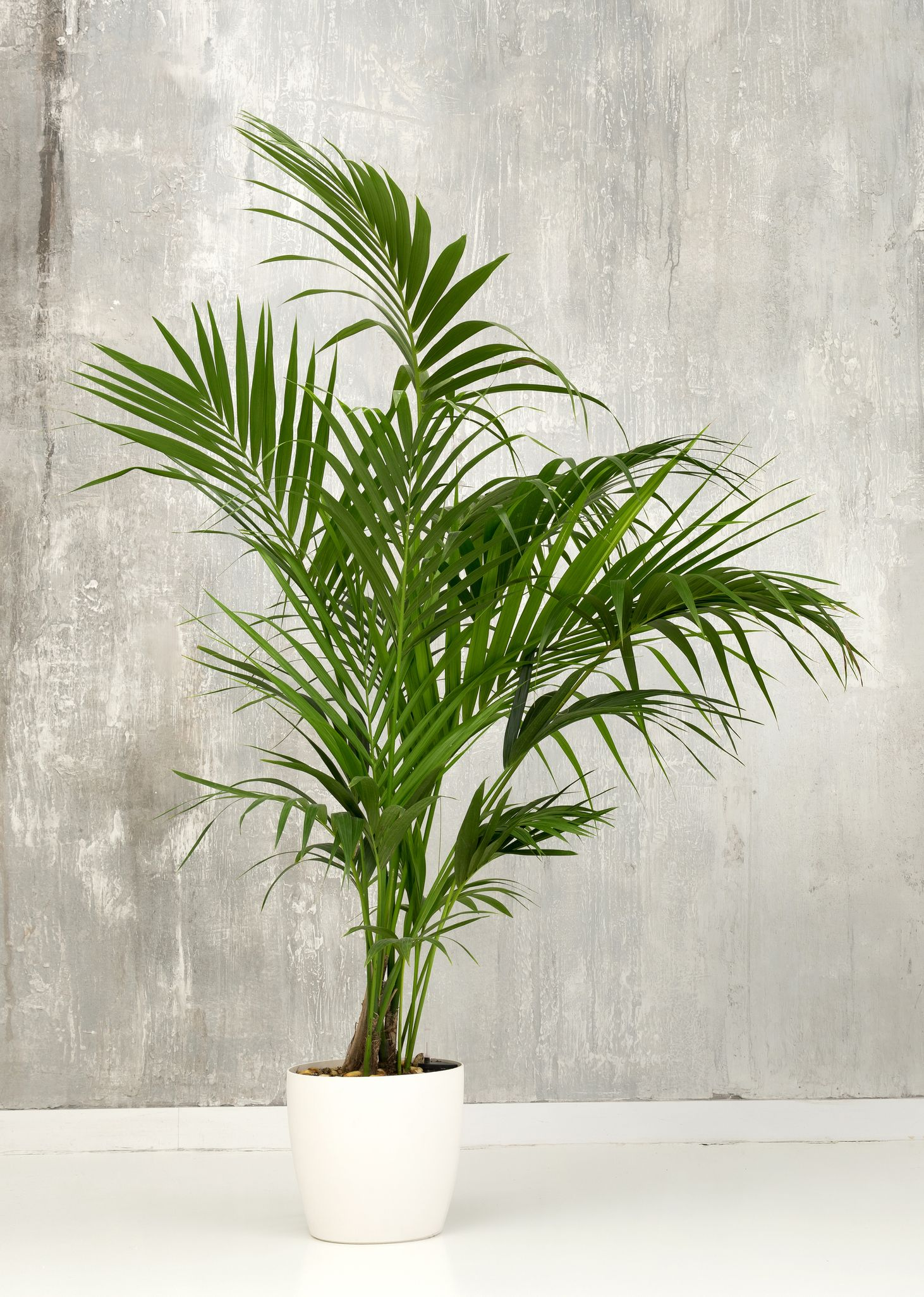 palms plant, indoor palm