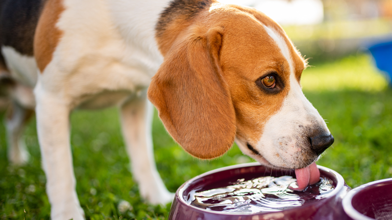 aaa1b655 e2eb 43ee 9c5b 738ac0c40dd1 Dog Not Drinking Water (All the Possible Causes & Solutions)