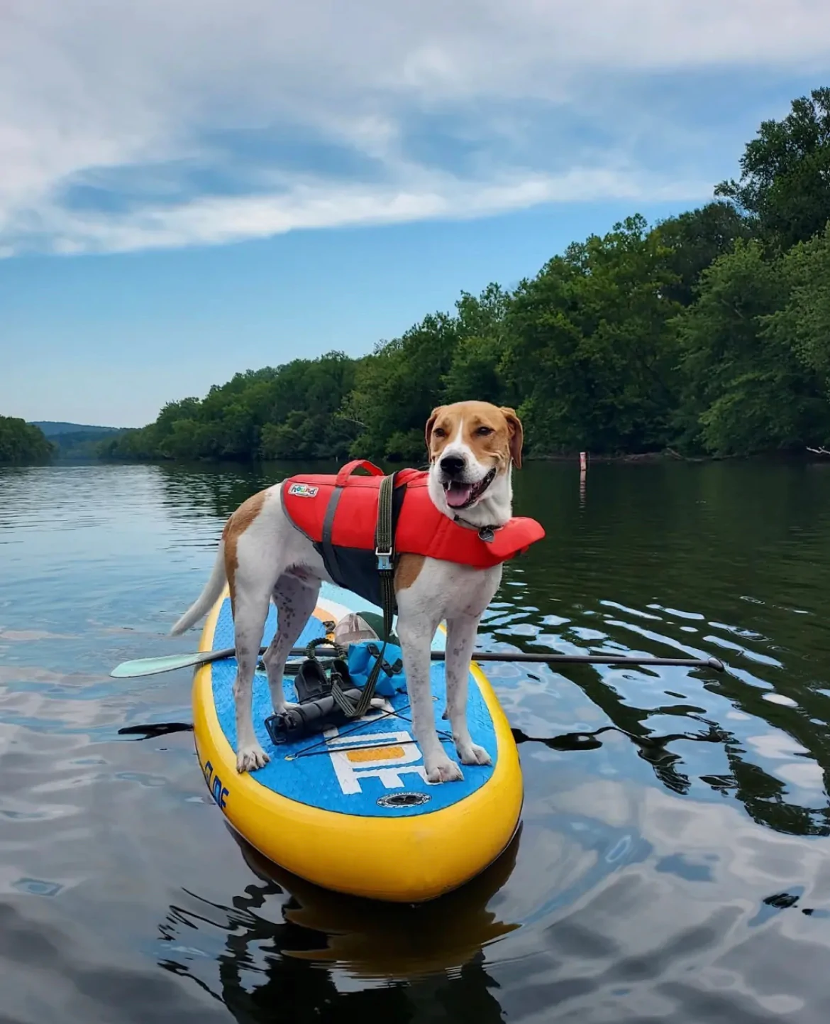 A pup on a sup in a paddle boarding life jacket. Take note of the handle on the life jacket.