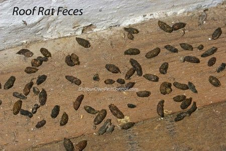 An image of roof rat feces.