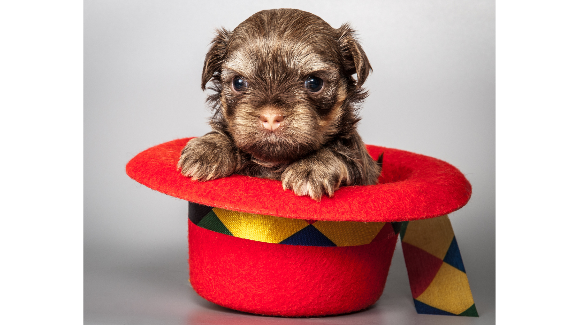 An angry looking Russian Tsvetnaya Bolonka puppy sitting in an upside down top hat