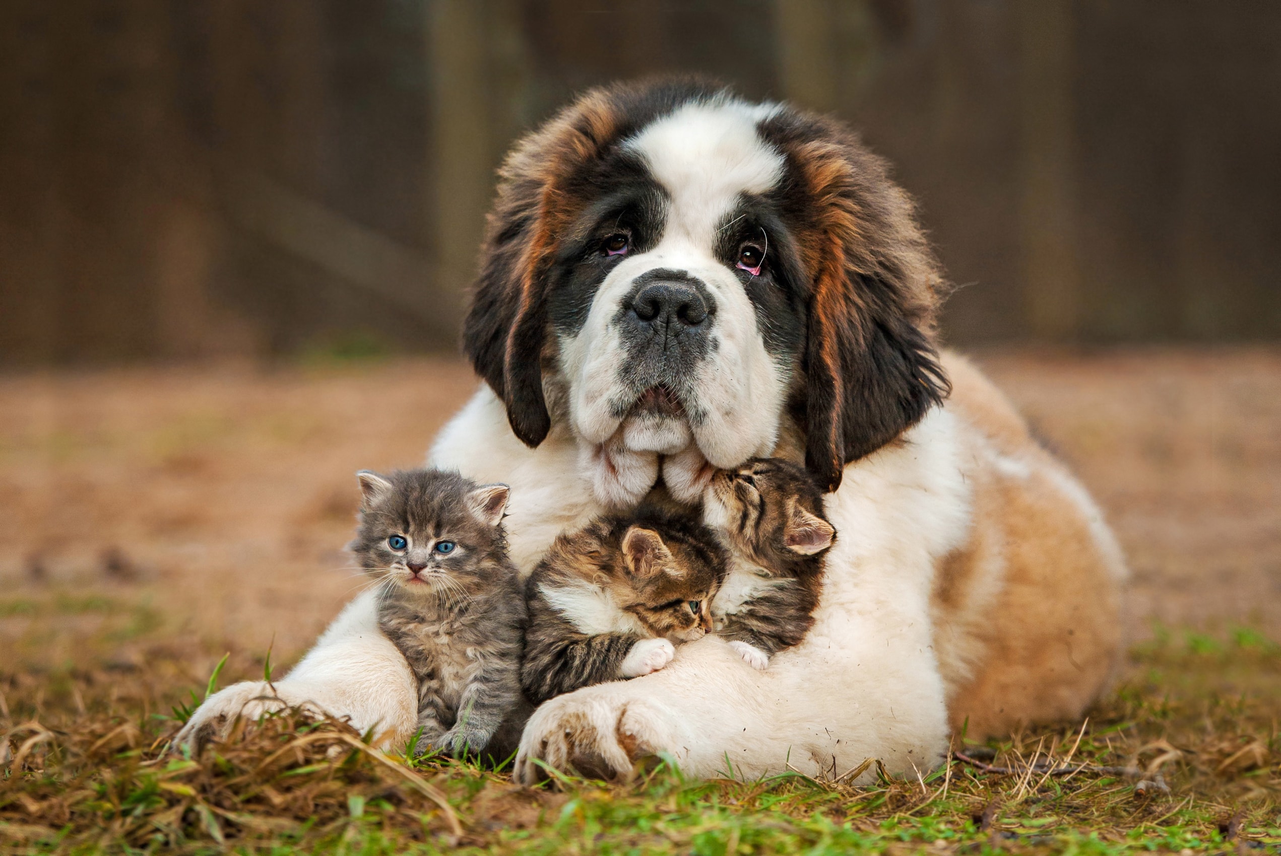 A large Saint Bernard snuggling with three kittens