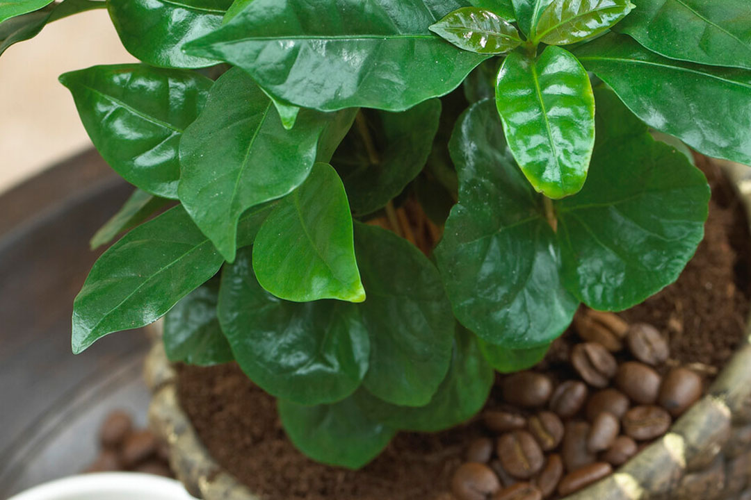 coffee arabica plant