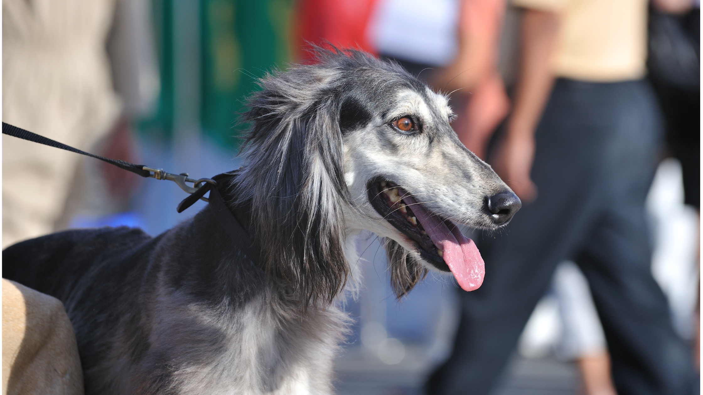 A well trained Saluki being led on a leash