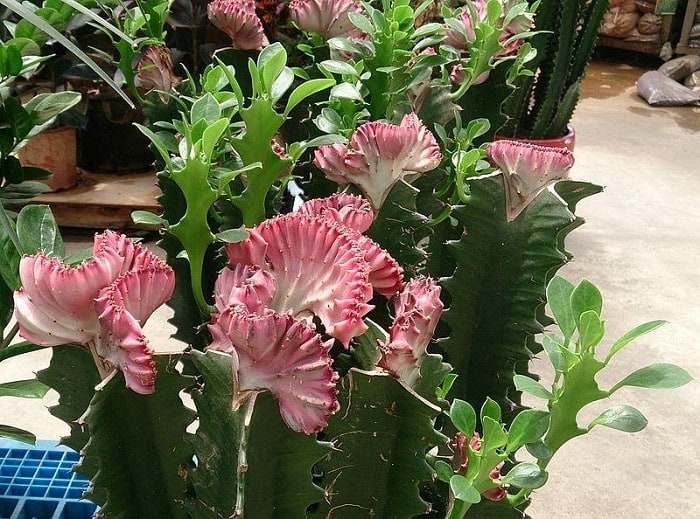 perfect plant, pruning, Coral Cactus