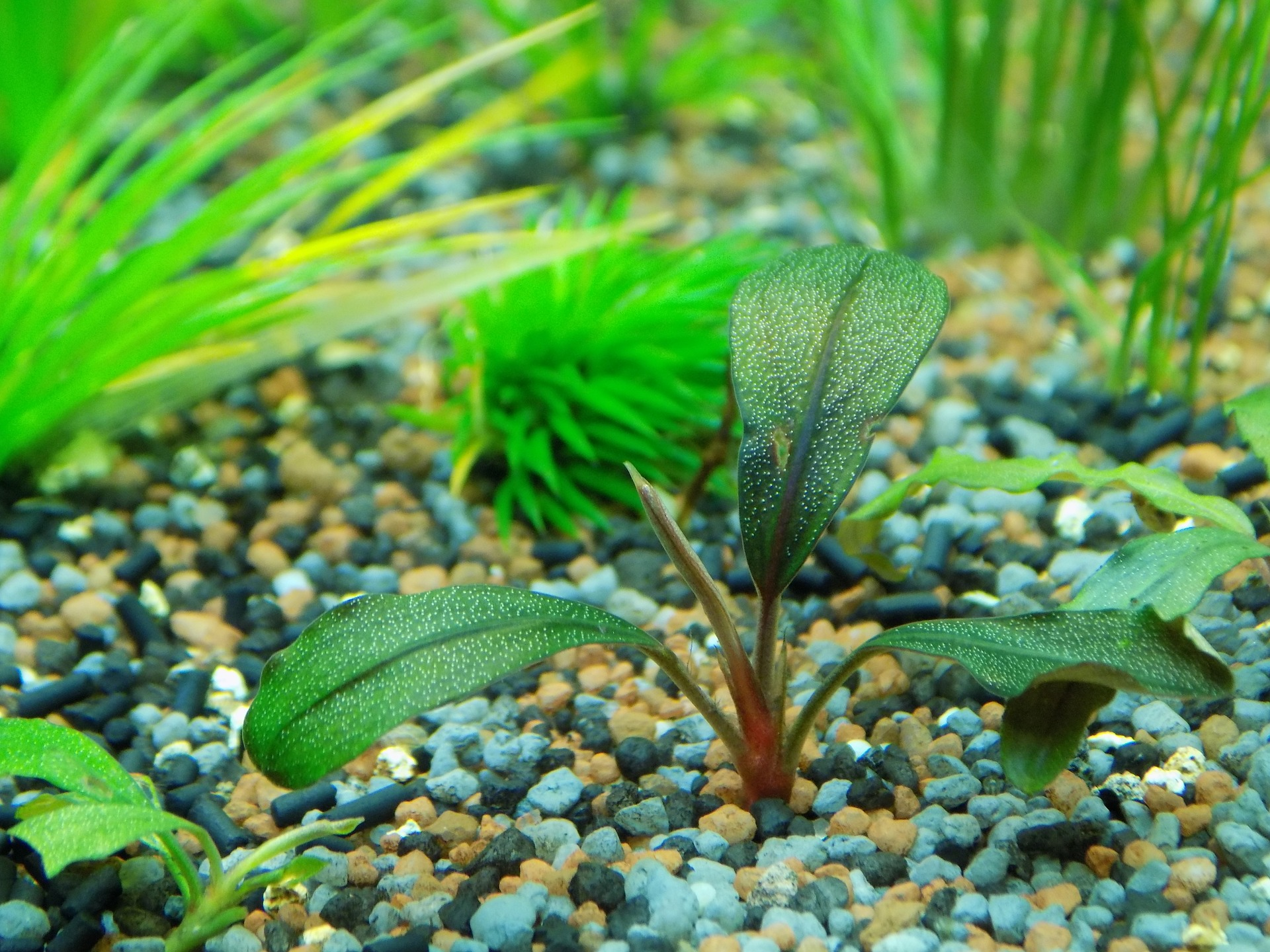 plantes d'aquarium